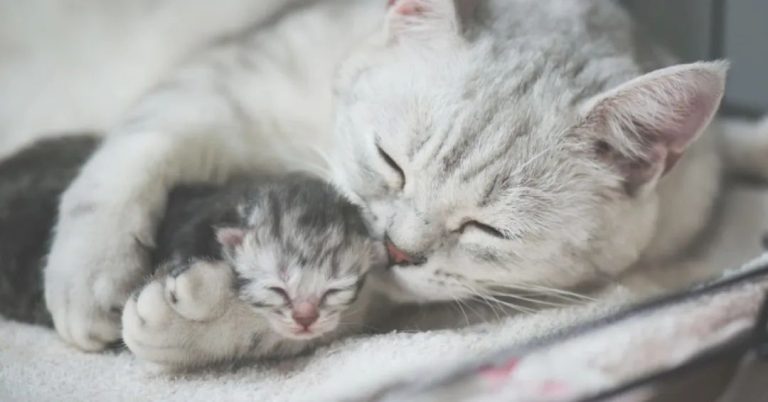 Do Mother Cats Miss Their Kittens?