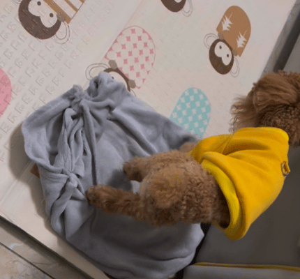 Why Do Dogs Always Turn in Circles and Dig Before Sleeping? It Turns Out, This Is an Essential Survival Skill for Dogs