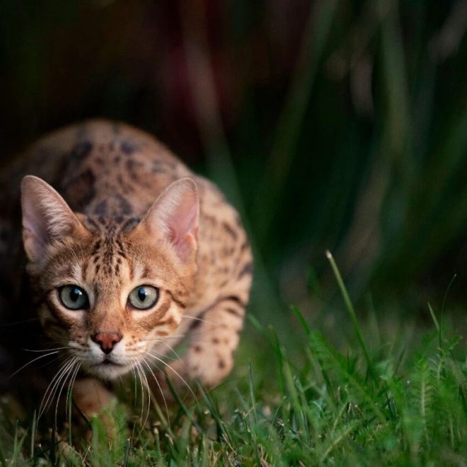 How Long Should You Play with Your Cat Every Day? You May Have Been Underestimating Its ‘Social Needs’