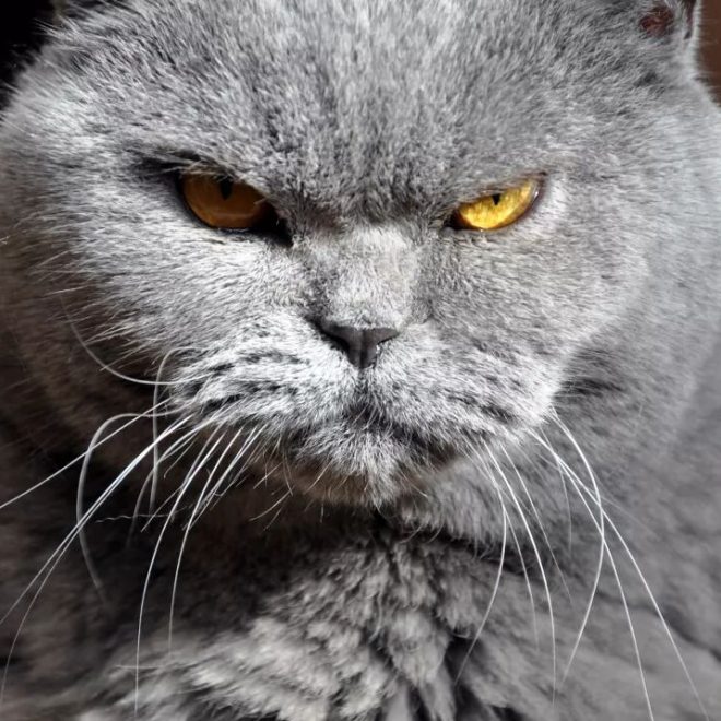 Never Stare at Your Cat!