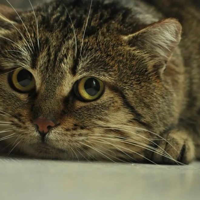 Can Cats Understand Other Cats’ Names? Cats Are Smarter Than You Think!