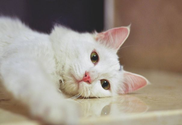 Does Your Cat Seem Sharp-Sighted and Have Fine Hearing? Actually, It’s Slightly Farsighted and Can’t See Objects Within 30 Centimeters!