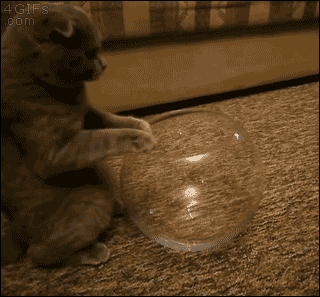 Can Cats Be Both Solid and Liquid? Is This Possible?