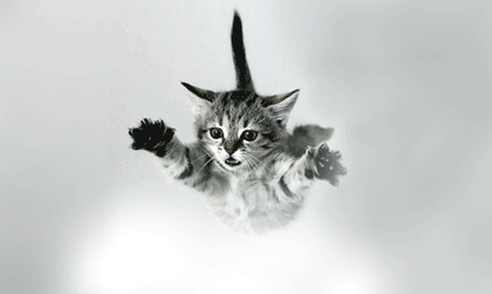 The Strange Physics Puzzle of Cats Falling from Heights