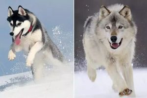 Where Do Dogs Come From? An Exploration of the ‘Archaeology of Knowledge’ About Animals