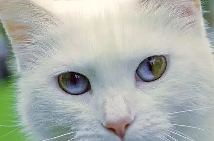 Why Do Cats Have Rainbows in Their Eyes?