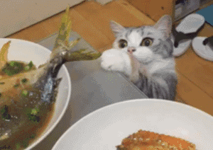 Does Your Cat Love Fish? You May Have Been Misunderstanding Them All Along