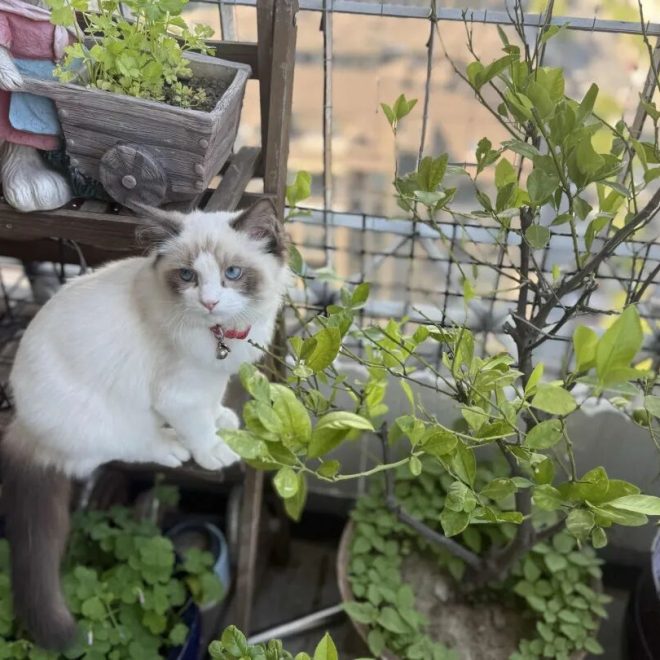 The Most Mysterious Secret to Wealth and Luck: Raising a Cat