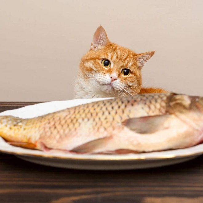 Do Cats Naturally Avoid Getting Fish Bones Stuck While Eating Fish?