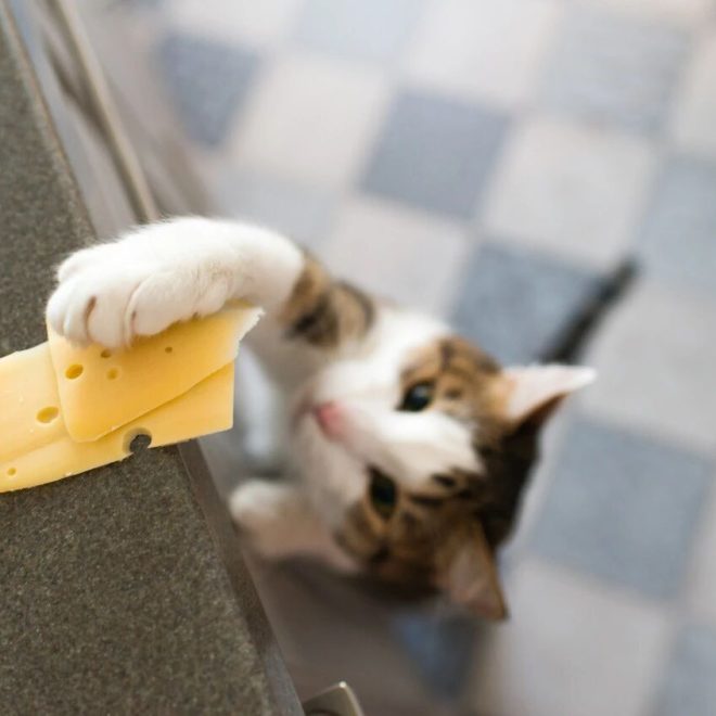 Is Your Cat’s “Mischievous” Pawing Intentional?