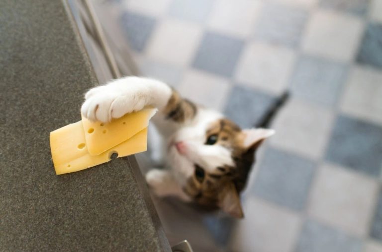 Is Your Cat’s “Mischievous” Pawing Intentional?