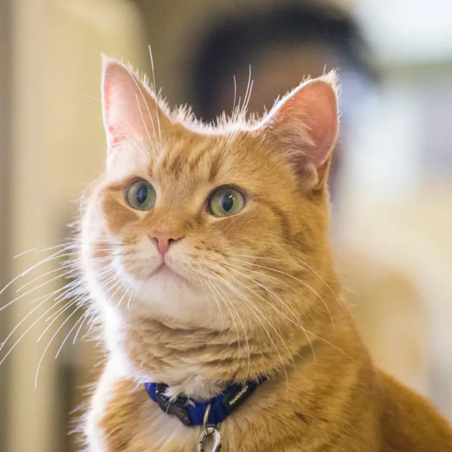 What We Actually Know About “Hakimi”