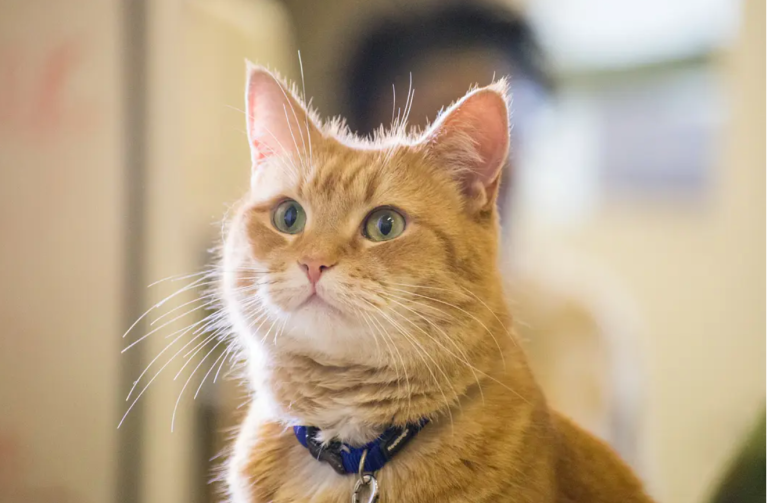 What We Actually Know About “Hakimi”