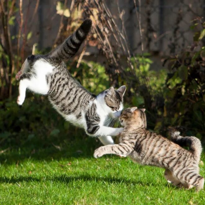 Cats Know Their Own Names—and They Know Yours Too