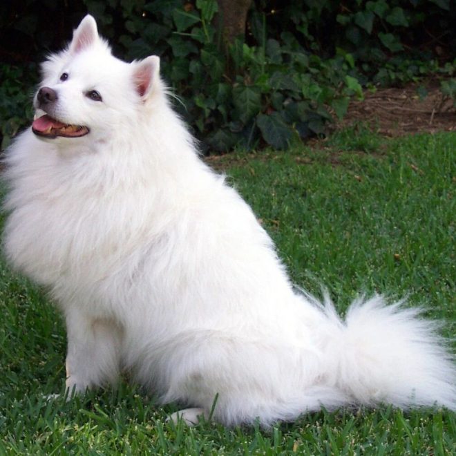 What Does Your Dog Actually Hear When You Call Its Name?