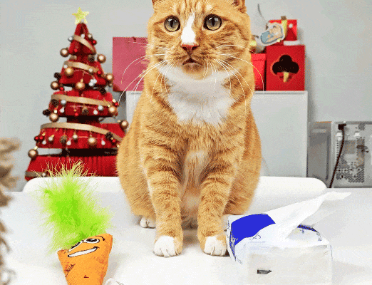 Can Cats Tell the Difference Between “Carrots” and “Tissues”?