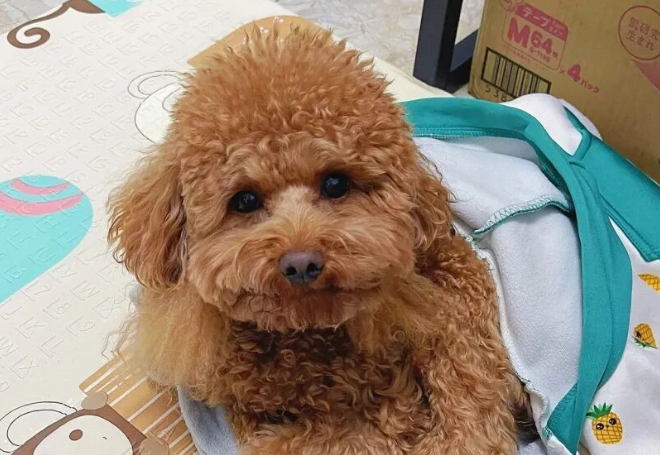 Why Don’t Dogs Disturb Us While We Sleep?