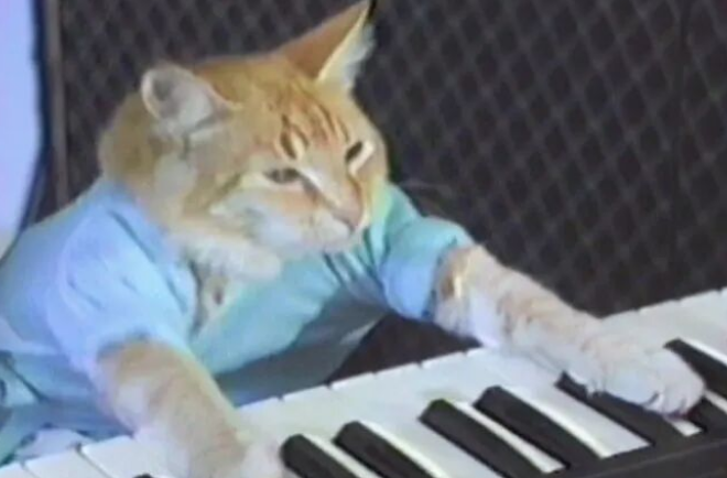 Can a Cat’s Purring Help Astronauts Survive in Space?