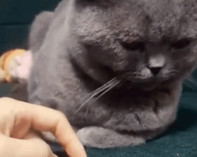 A Netizen Claims Her Cat Can Do Some Strange Tricks. I Didn’t Believe It, But When I Watched, It Was Odd But Actually Useful!