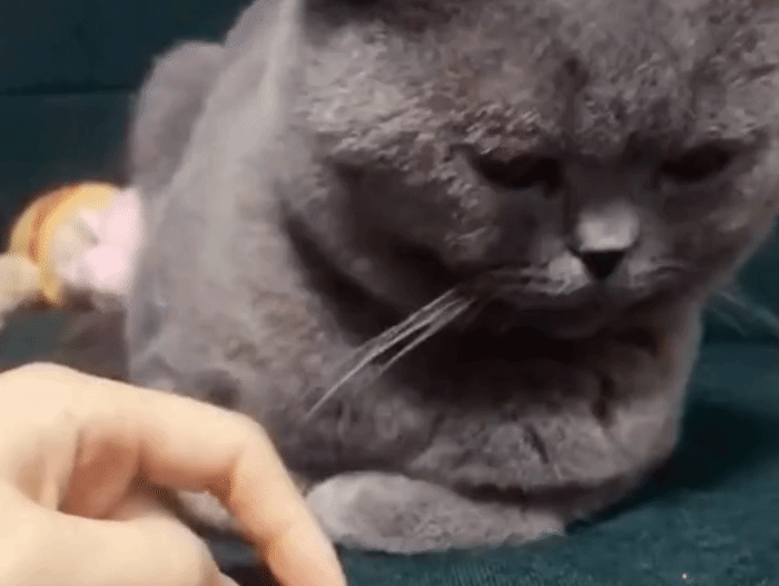 A Netizen Claims Her Cat Can Do Some Strange Tricks. I Didn’t Believe It, But When I Watched, It Was Odd But Actually Useful!