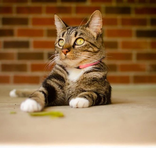 Lao She: “Cats have their own world, a world filled with wisdom that we cannot understand.”