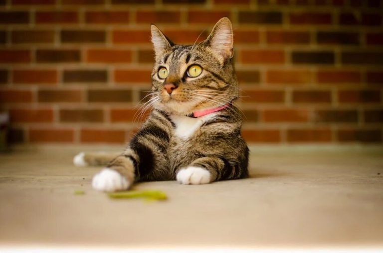 Lao She: “Cats have their own world, a world filled with wisdom that we cannot understand.”