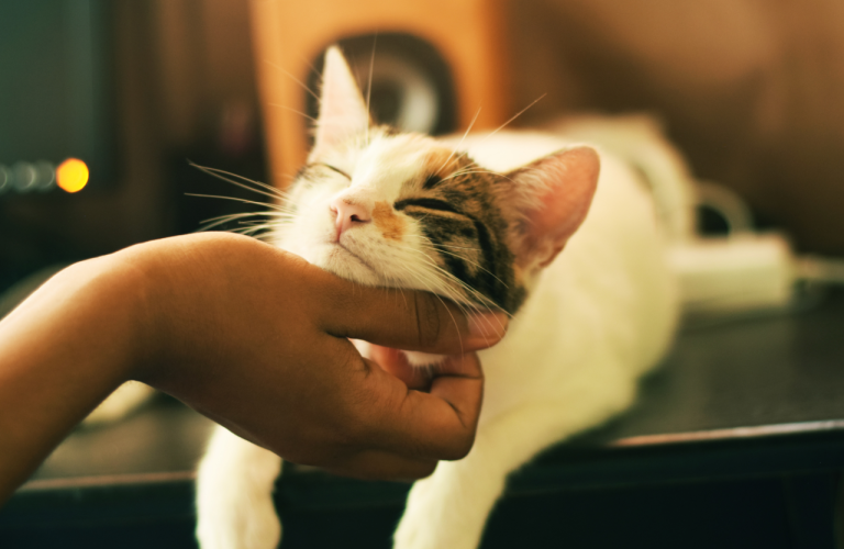 4 Secrets of a Cat’s Brain – They Are Actually Very Smart