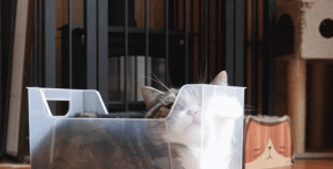 Cats Are Truly Liquid – I Have Proof