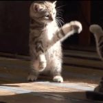 Perfect for Cold Days: How Cats Solve Our Emotional Problems