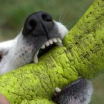 Dog Aggression Towards Humans: Common Misconceptions and the Hidden Truths You Need to Know